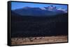 Elk Herd near Long's Peak-W. Perry Conway-Framed Stretched Canvas