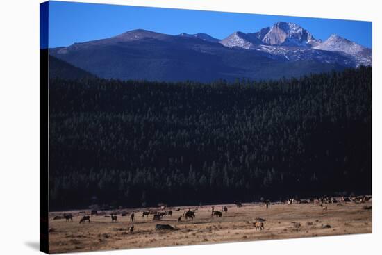 Elk Herd near Long's Peak-W. Perry Conway-Stretched Canvas