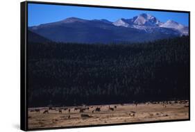 Elk Herd near Long's Peak-W. Perry Conway-Framed Stretched Canvas