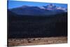 Elk Herd near Long's Peak-W. Perry Conway-Stretched Canvas