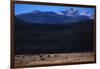 Elk Herd near Long's Peak-W. Perry Conway-Framed Photographic Print