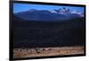 Elk Herd near Long's Peak-W. Perry Conway-Framed Photographic Print