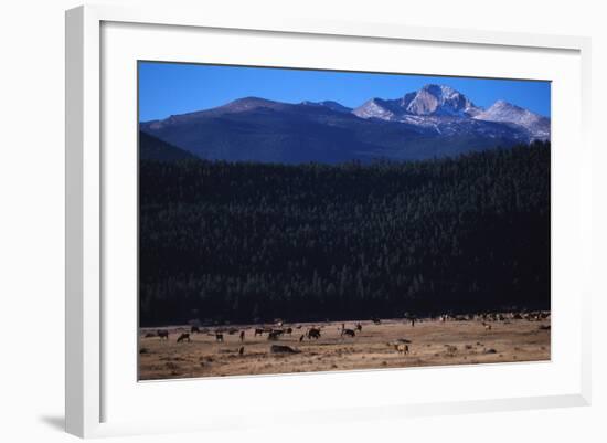 Elk Herd near Long's Peak-W. Perry Conway-Framed Photographic Print