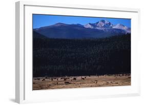 Elk Herd near Long's Peak-W. Perry Conway-Framed Photographic Print