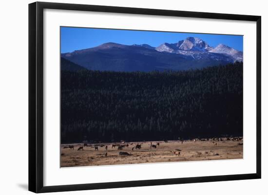 Elk Herd near Long's Peak-W. Perry Conway-Framed Photographic Print