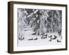 Elk Herd, Yellowstone National Park, UNESCO World Heritage Site, Wyoming, USA-Pitamitz Sergio-Framed Photographic Print