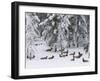 Elk Herd, Yellowstone National Park, UNESCO World Heritage Site, Wyoming, USA-Pitamitz Sergio-Framed Photographic Print