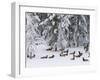 Elk Herd, Yellowstone National Park, UNESCO World Heritage Site, Wyoming, USA-Pitamitz Sergio-Framed Photographic Print