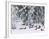 Elk Herd, Yellowstone National Park, UNESCO World Heritage Site, Wyoming, USA-Pitamitz Sergio-Framed Photographic Print