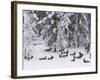 Elk Herd, Yellowstone National Park, UNESCO World Heritage Site, Wyoming, USA-Pitamitz Sergio-Framed Photographic Print