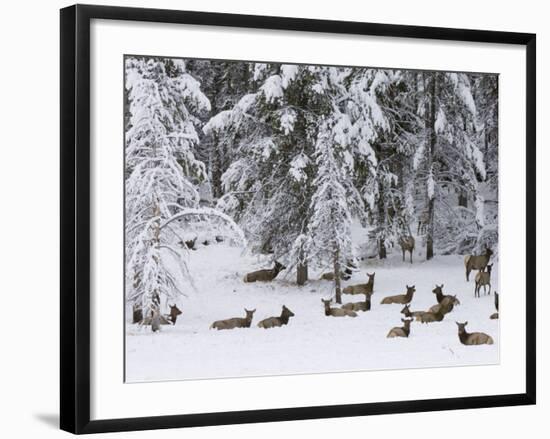 Elk Herd, Yellowstone National Park, UNESCO World Heritage Site, Wyoming, USA-Pitamitz Sergio-Framed Photographic Print