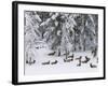 Elk Herd, Yellowstone National Park, UNESCO World Heritage Site, Wyoming, USA-Pitamitz Sergio-Framed Photographic Print