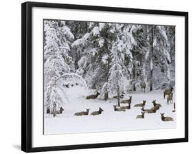 Elk Herd, Yellowstone National Park, UNESCO World Heritage Site, Wyoming, USA-Pitamitz Sergio-Framed Photographic Print