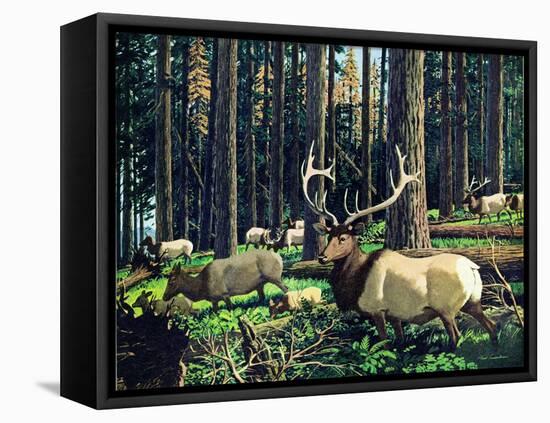 Elk Herd-Fred Ludekens-Framed Stretched Canvas