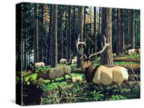 Elk Herd-Fred Ludekens-Stretched Canvas
