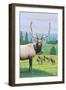 Elk Herd-Lantern Press-Framed Art Print