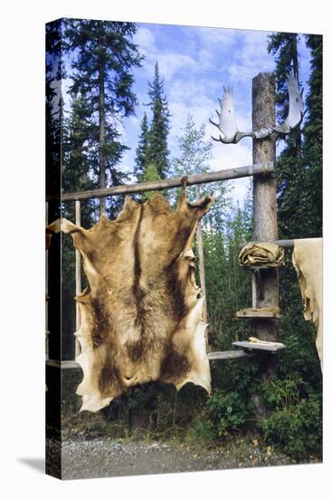Elk Hide over Wooden Rack for Easy Scraping and Tanning. Alaska-Angel Wynn-Stretched Canvas