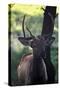 Elk I-Tammy Putman-Stretched Canvas