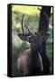 Elk I-Tammy Putman-Framed Stretched Canvas