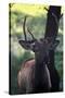 Elk I-Tammy Putman-Stretched Canvas