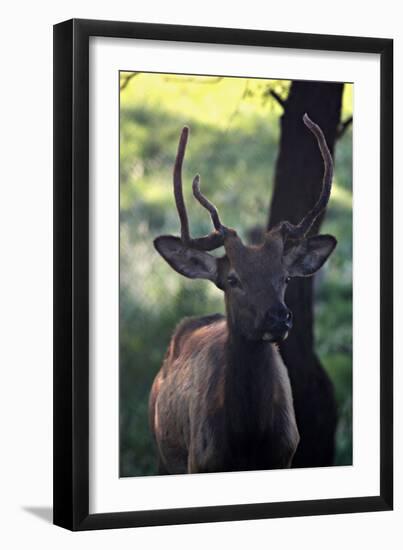 Elk I-Tammy Putman-Framed Photographic Print