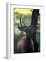 Elk I-Tammy Putman-Framed Photographic Print