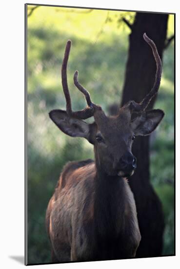 Elk I-Tammy Putman-Mounted Photographic Print