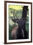Elk I-Tammy Putman-Framed Photographic Print