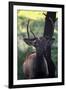 Elk I-Tammy Putman-Framed Photographic Print