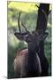 Elk I-Tammy Putman-Mounted Photographic Print