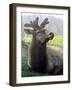 Elk II-Tammy Putman-Framed Photographic Print