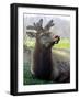 Elk II-Tammy Putman-Framed Photographic Print