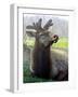 Elk II-Tammy Putman-Framed Photographic Print