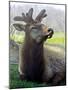 Elk II-Tammy Putman-Mounted Photographic Print