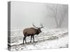 Elk III-Tammy Putman-Stretched Canvas