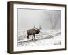 Elk III-Tammy Putman-Framed Photographic Print