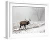 Elk III-Tammy Putman-Framed Photographic Print