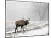 Elk III-Tammy Putman-Mounted Photographic Print