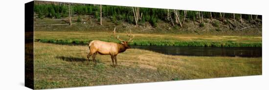 Elk in a Forest, Madison River, Yellowstone National Park, Wyoming, USA-null-Stretched Canvas