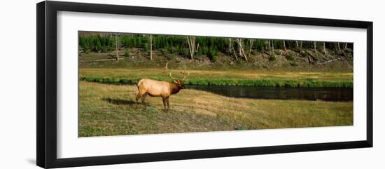 Elk in a Forest, Madison River, Yellowstone National Park, Wyoming, USA-null-Framed Photographic Print