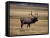 Elk in Field, Yellowstone National Park, WY-Elizabeth DeLaney-Framed Stretched Canvas