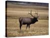 Elk in Field, Yellowstone National Park, WY-Elizabeth DeLaney-Stretched Canvas