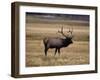 Elk in Field, Yellowstone National Park, WY-Elizabeth DeLaney-Framed Photographic Print