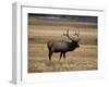 Elk in Field, Yellowstone National Park, WY-Elizabeth DeLaney-Framed Photographic Print