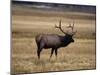 Elk in Field, Yellowstone National Park, WY-Elizabeth DeLaney-Mounted Photographic Print