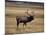 Elk in Field, Yellowstone National Park, WY-Elizabeth DeLaney-Mounted Photographic Print