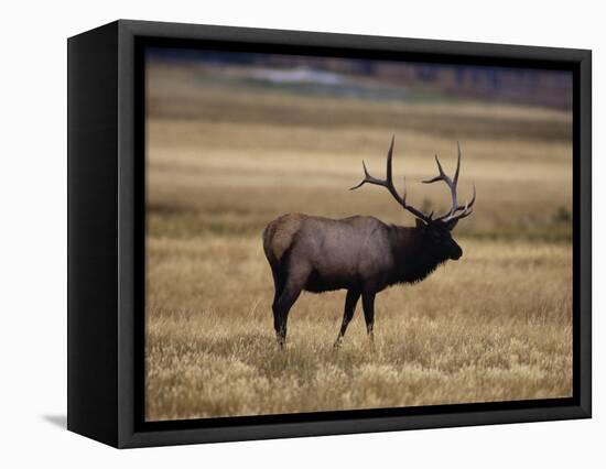 Elk in Field, Yellowstone National Park, WY-Elizabeth DeLaney-Framed Stretched Canvas