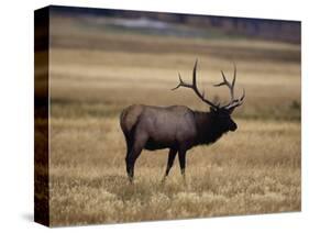 Elk in Field, Yellowstone National Park, WY-Elizabeth DeLaney-Stretched Canvas