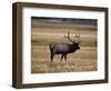 Elk in Field, Yellowstone National Park, WY-Elizabeth DeLaney-Framed Photographic Print