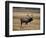 Elk in Field, Yellowstone National Park, WY-Elizabeth DeLaney-Framed Photographic Print